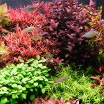 The 2HR Aquarist APT Pure Su Düzenleyici 100ml