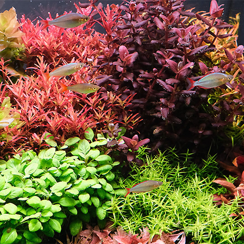 The 2HR Aquarist APT Pure Su Düzenleyici 100ml