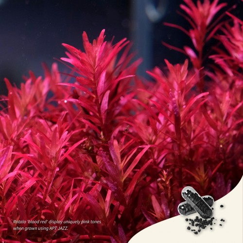 The 2HR Aquarist APT Jazz Kapsül Gübre 18 Adet